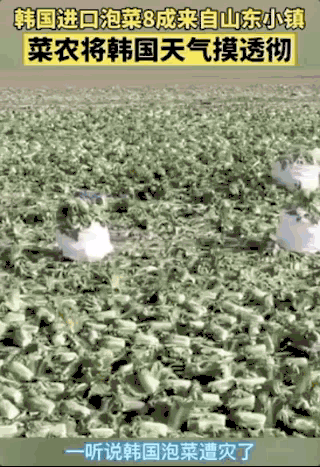 山东的小镇比韩国人还关心他们自己国家的天气