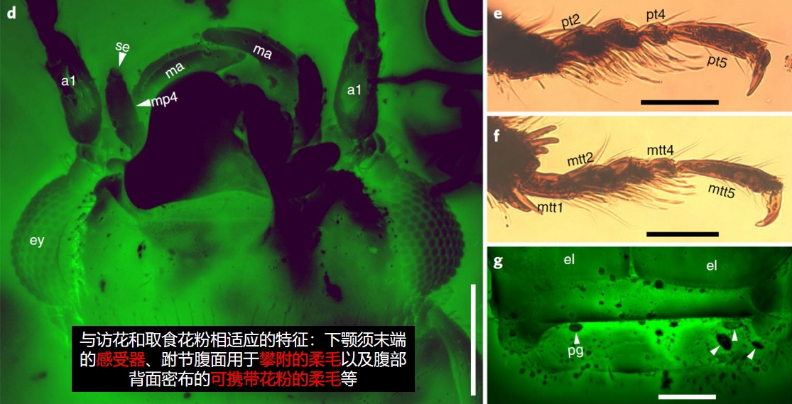 中国科研人员发现一亿年前琥珀内的“采花大盗”甲虫化石
