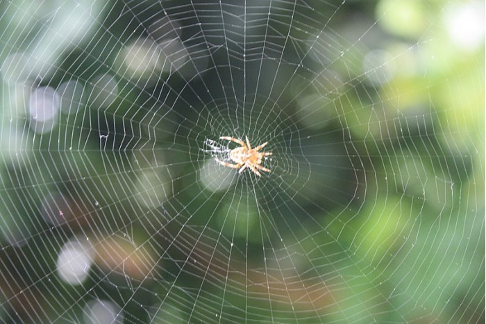 听听MIT科学家用蜘蛛网的“声音”制作的令人难忘的音乐