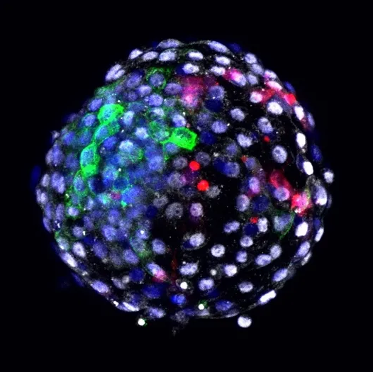 图片来源:季维智/昆明理工大学