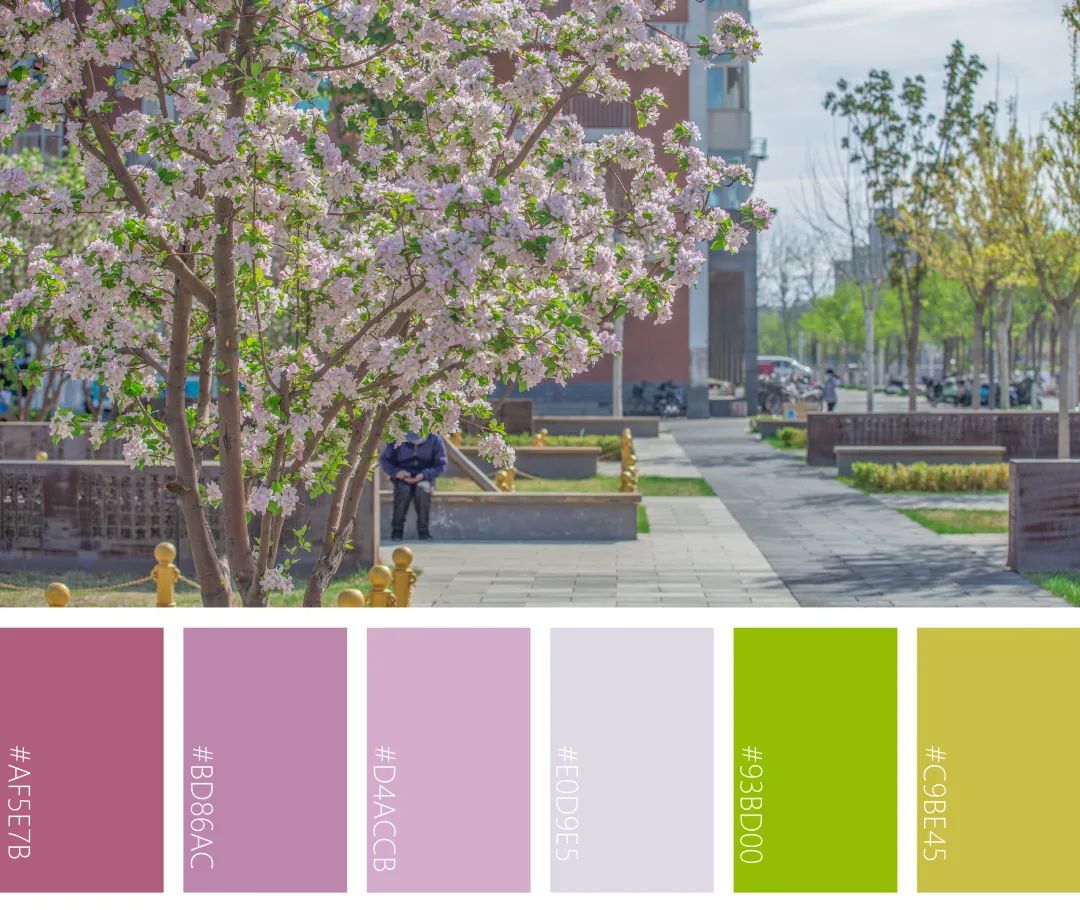 色卡快来查收cauer专属明艳动人的校园给出了最好的答案农大人的春天