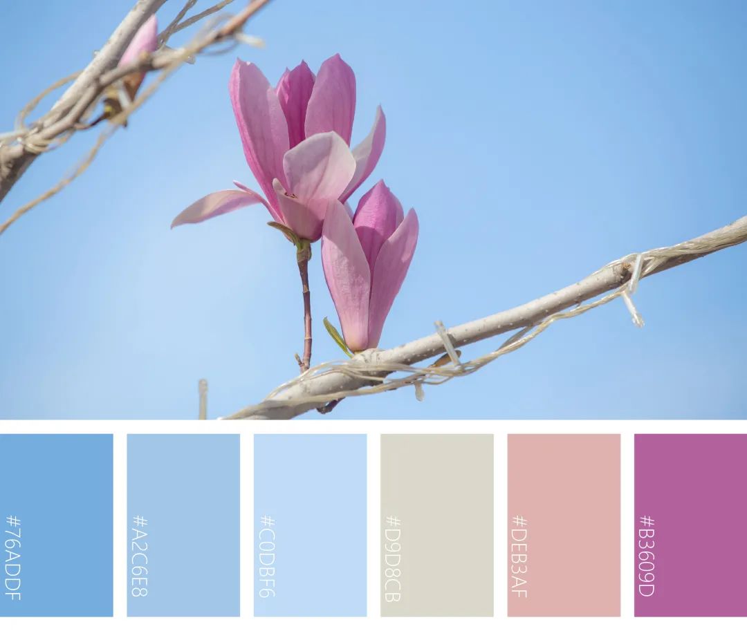 美中农的春日色卡