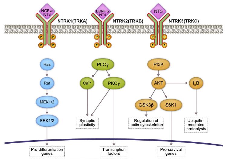trk下游信号通路(图源:pharmacology therapeutics 173 (2017), 58–