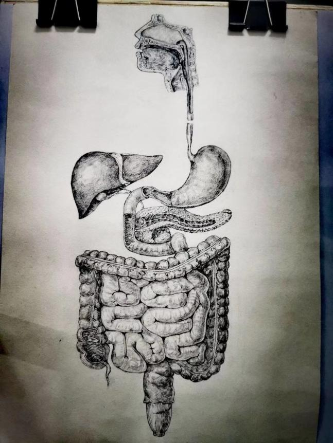 创新学院神笔小红医之手绘解剖图谱比赛圆满结束