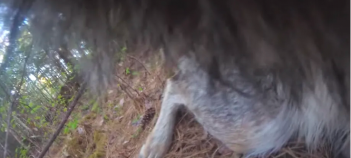 研究人员首次拍摄到野狼捕食淡水鱼的画面