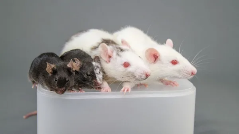 从左到右：小鼠、与大鼠嵌合后的小鼠、与小鼠嵌合后的大鼠、大鼠。图源：中内启光等，东京大学/斯坦福大学。