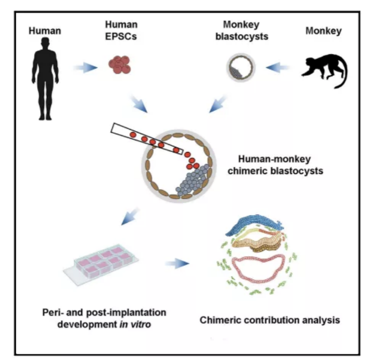 “人-猴嵌合體胚胎”的研究模式。圖源：Cell雜誌。