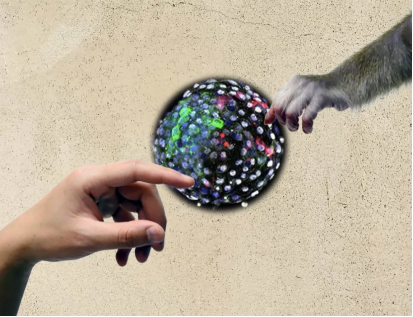 “创造亚当”？图中的彩色球体是“人-猴嵌合体胚胎”的图像。图源：季维智，昆明理工大学。