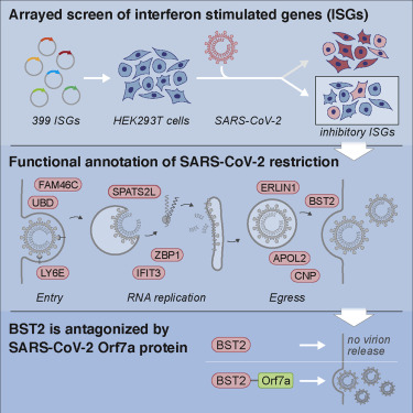 COVID-19研究：科学家发现了对抗SARS-CoV-2感染的人类基因