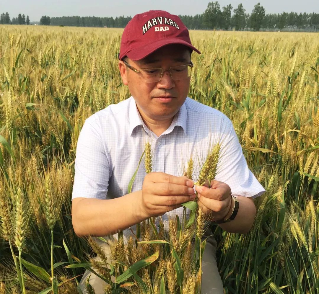 团队在第三代杂交小麦育种技术研发中也取得关键突破.