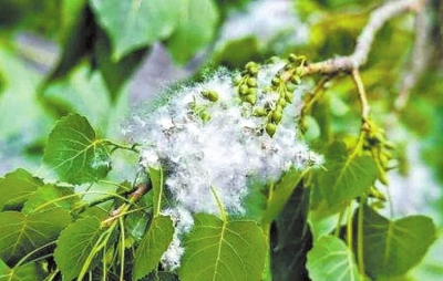 杨树飞絮 (资料图片)