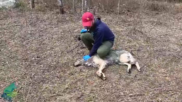 研究人员首次从野狼项圈中获取到了它们的捕猎录像