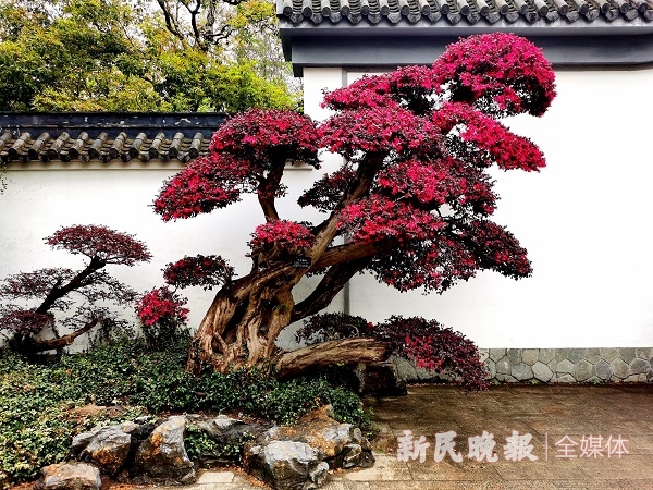 图说:上海植物园盆景园门前的红花檵木,宛如一株巨大盆景&nbsp;&nbsp
