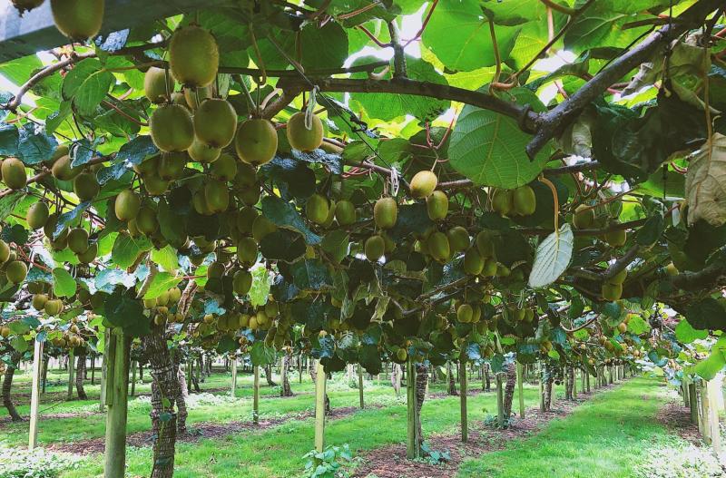 3500吨新西兰奇异果首船到港励志果遇揪心事在中国创业容易守业难