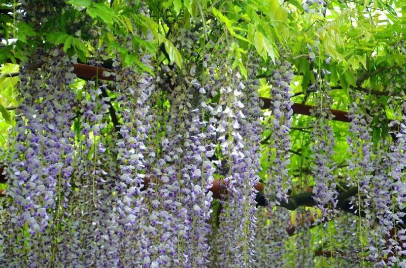 司藤里的白藤是什么每年只有半个多月的紫色瀑布要来了