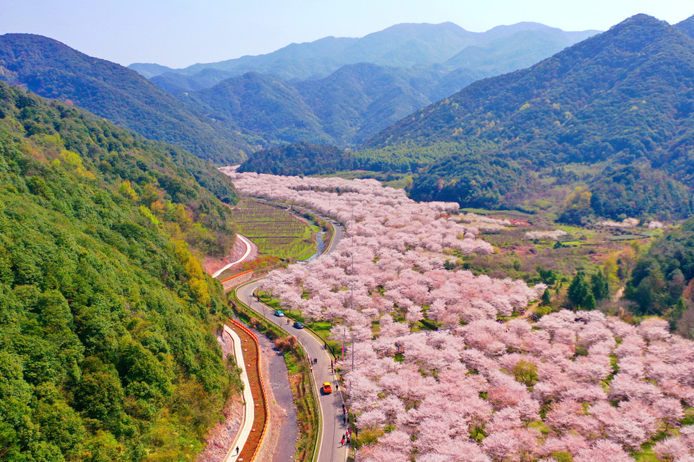 &nbsp;&nbsp;樱花谷景区无人机巡线.任演清/摄