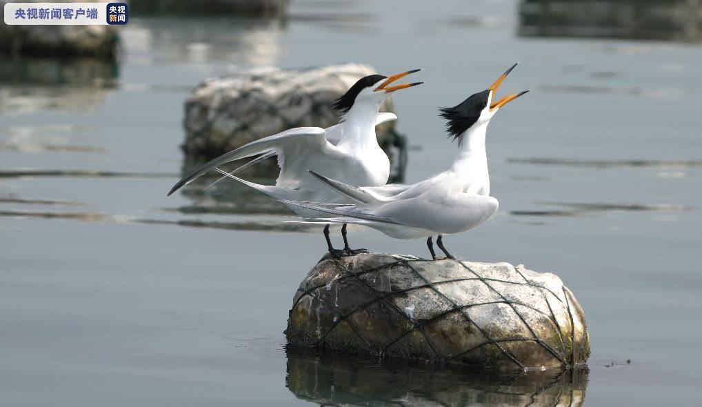 候鸟迁徙季来临 两极危鸟种同时造访围头湾