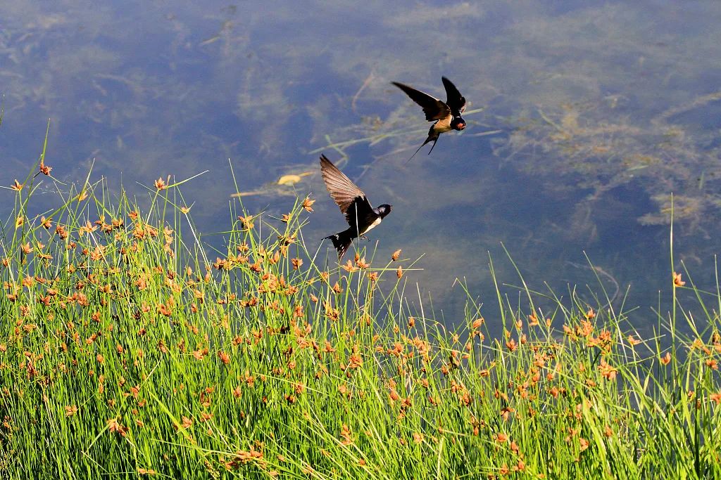 燕子来时陌上花开