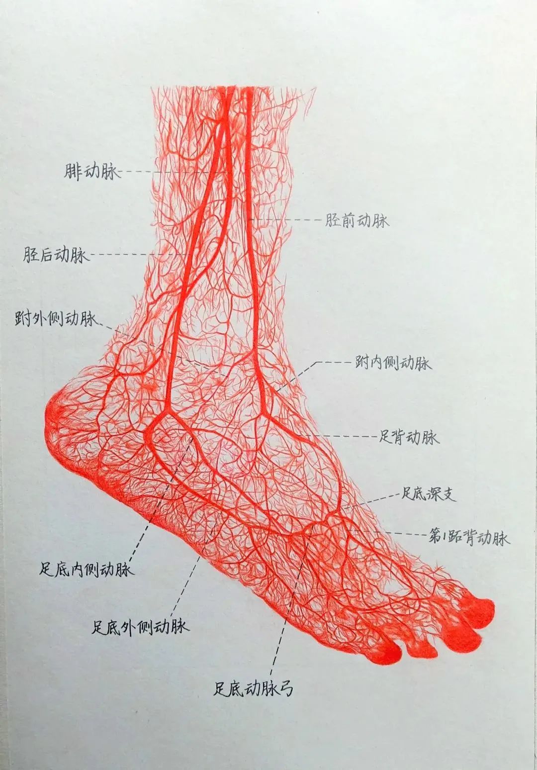 脚上的动脉图片