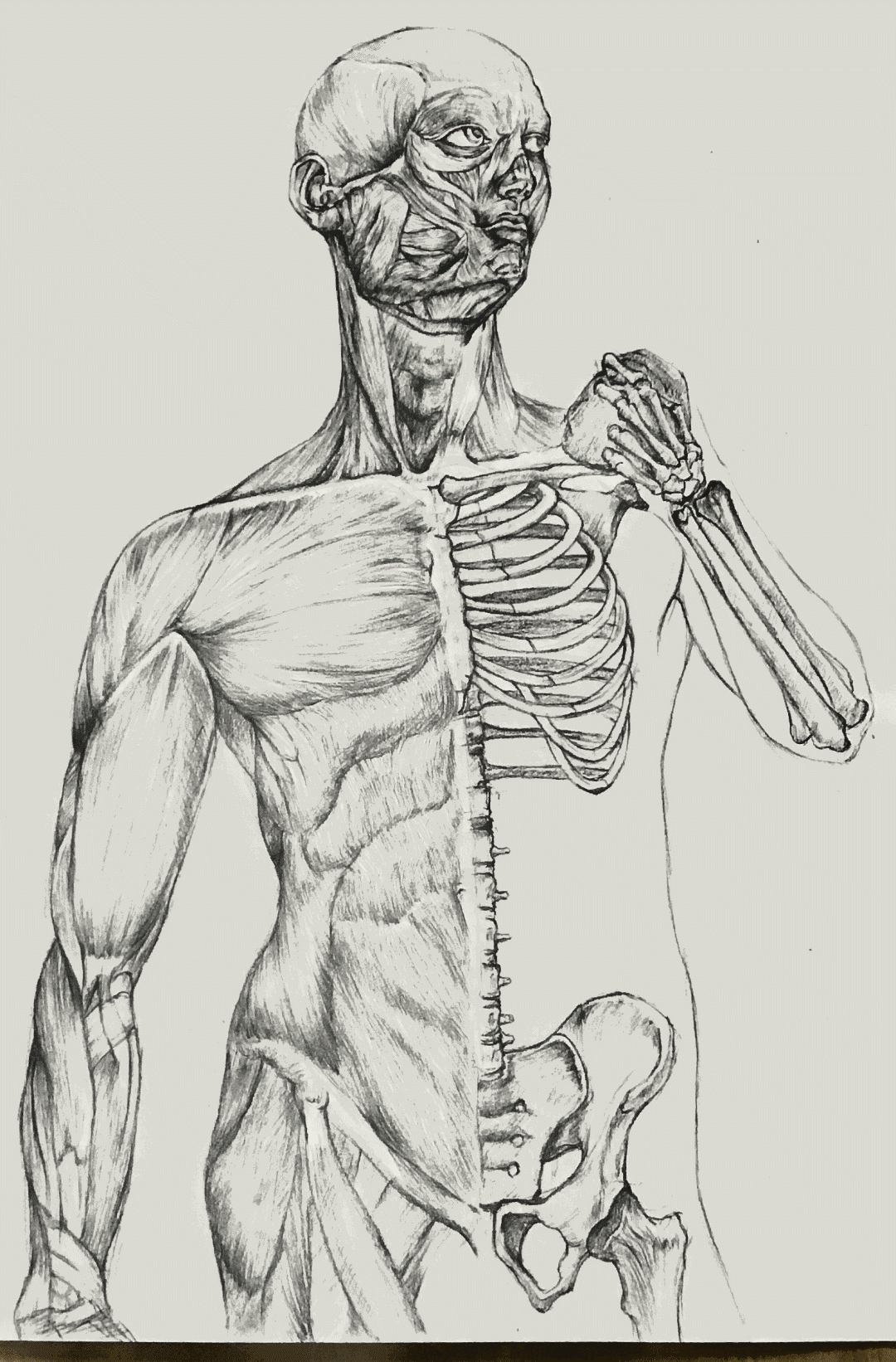 型作品简介:大卫是由米开朗基罗创作的雕塑作品,展现了人体的自然美感