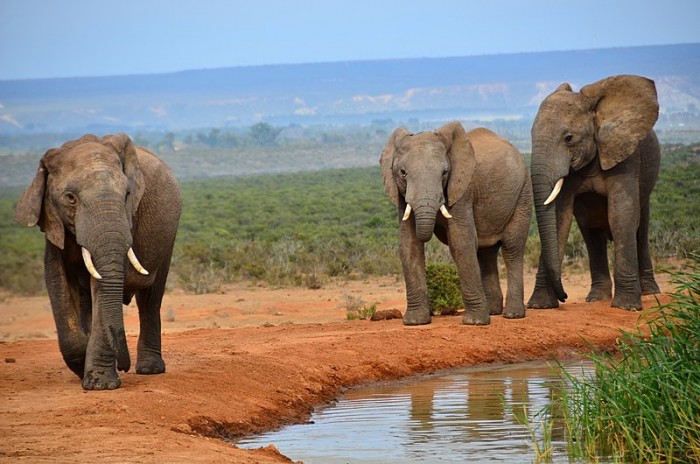 一名偷猎嫌疑人在南非克鲁格国家公园被象群踩踏致死