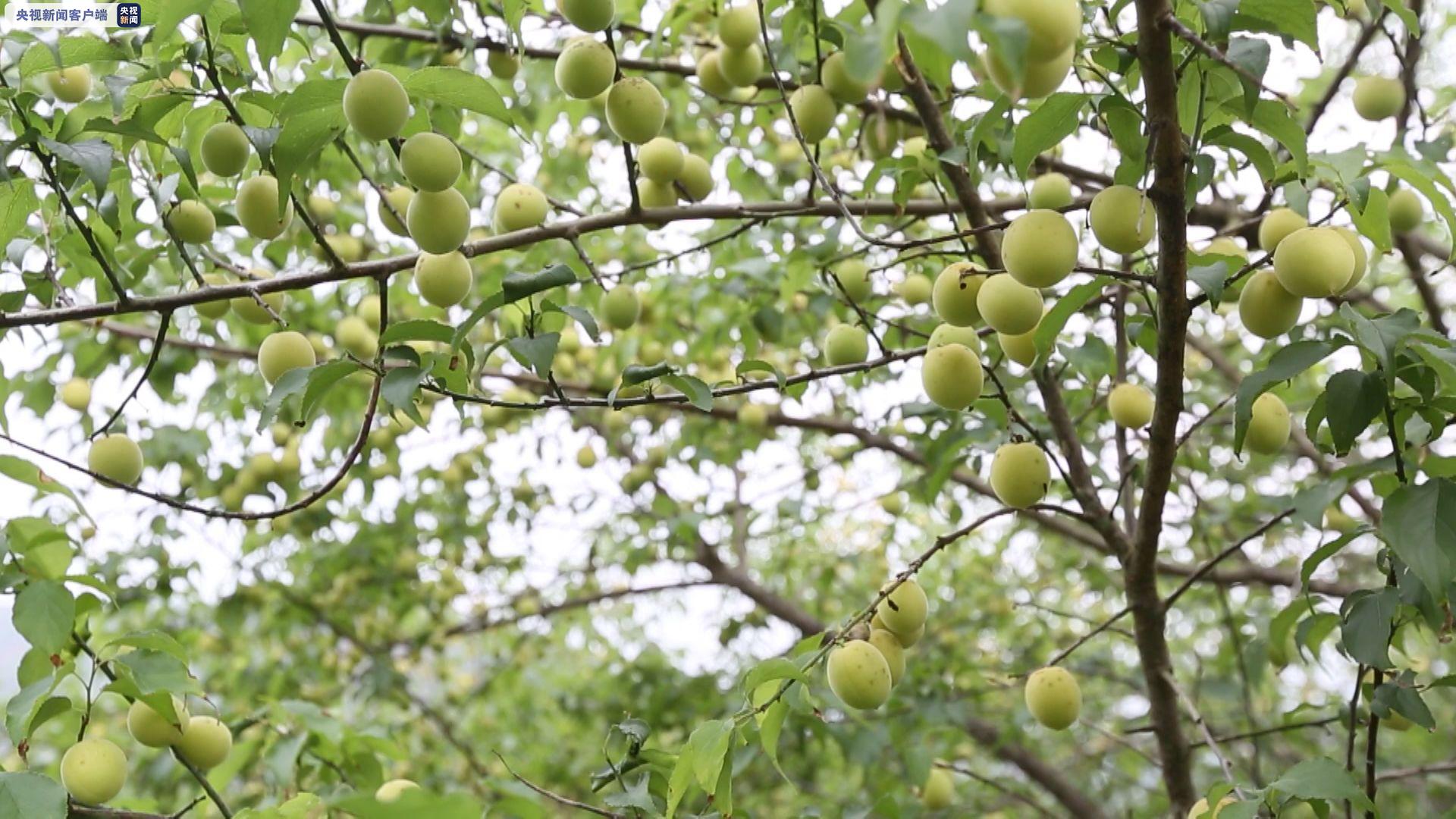 广西大新万亩青梅获丰收村口水果交易忙