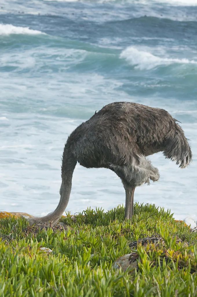 当其他鸵鸟都把头埋进沙子时,有一只居然抬起头来大喊,"对不起,我错了