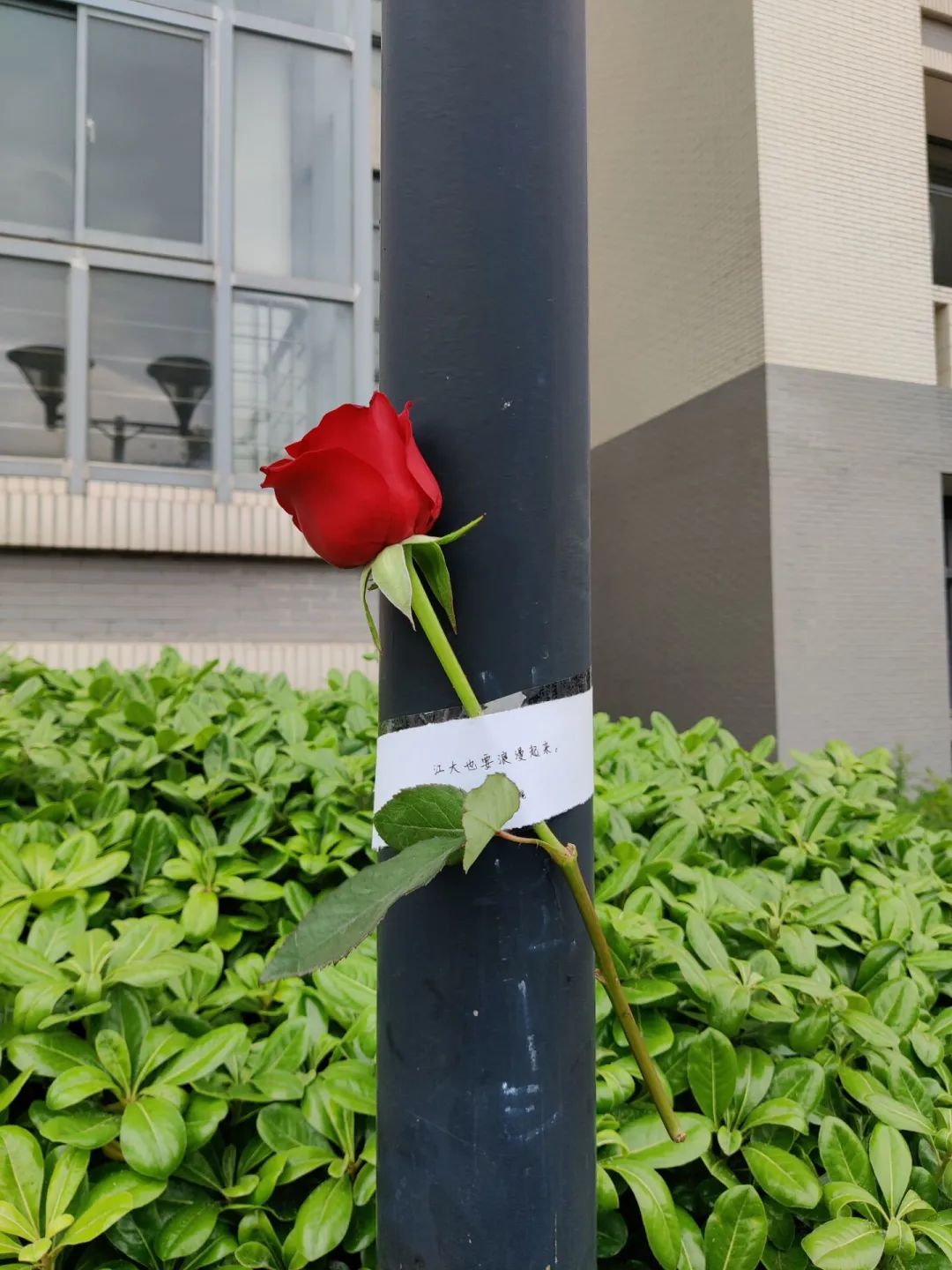 火了江南应急玫瑰这也太浪漫了