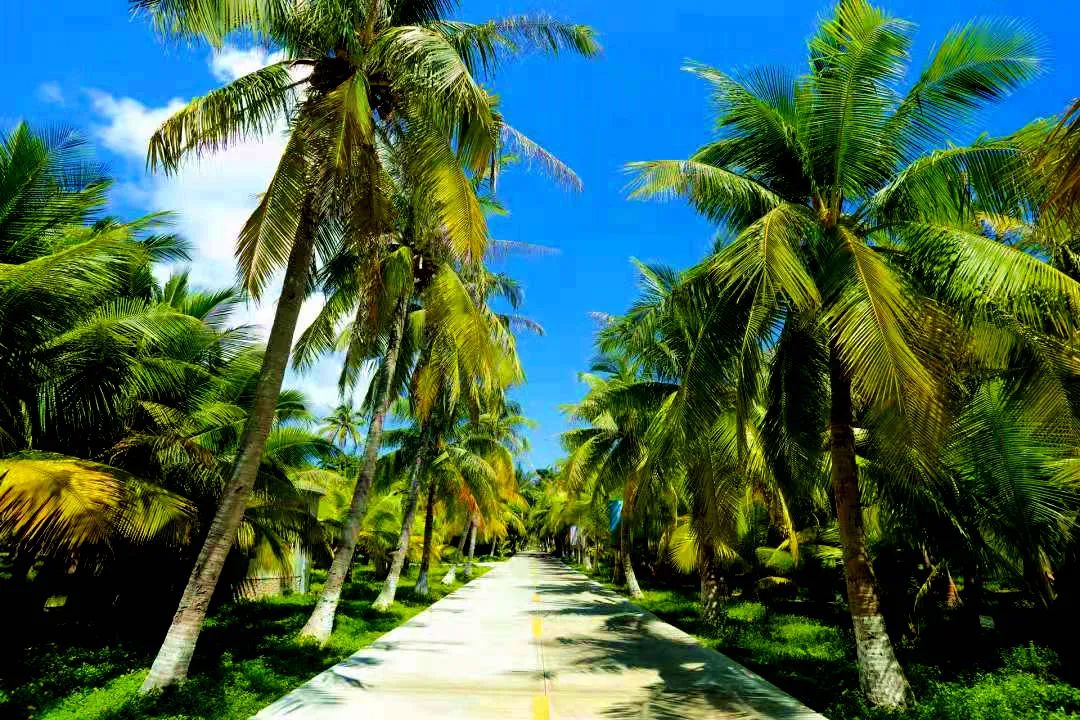 走!一起去看美丽西沙的椰树林|南海_新浪军事_新浪网