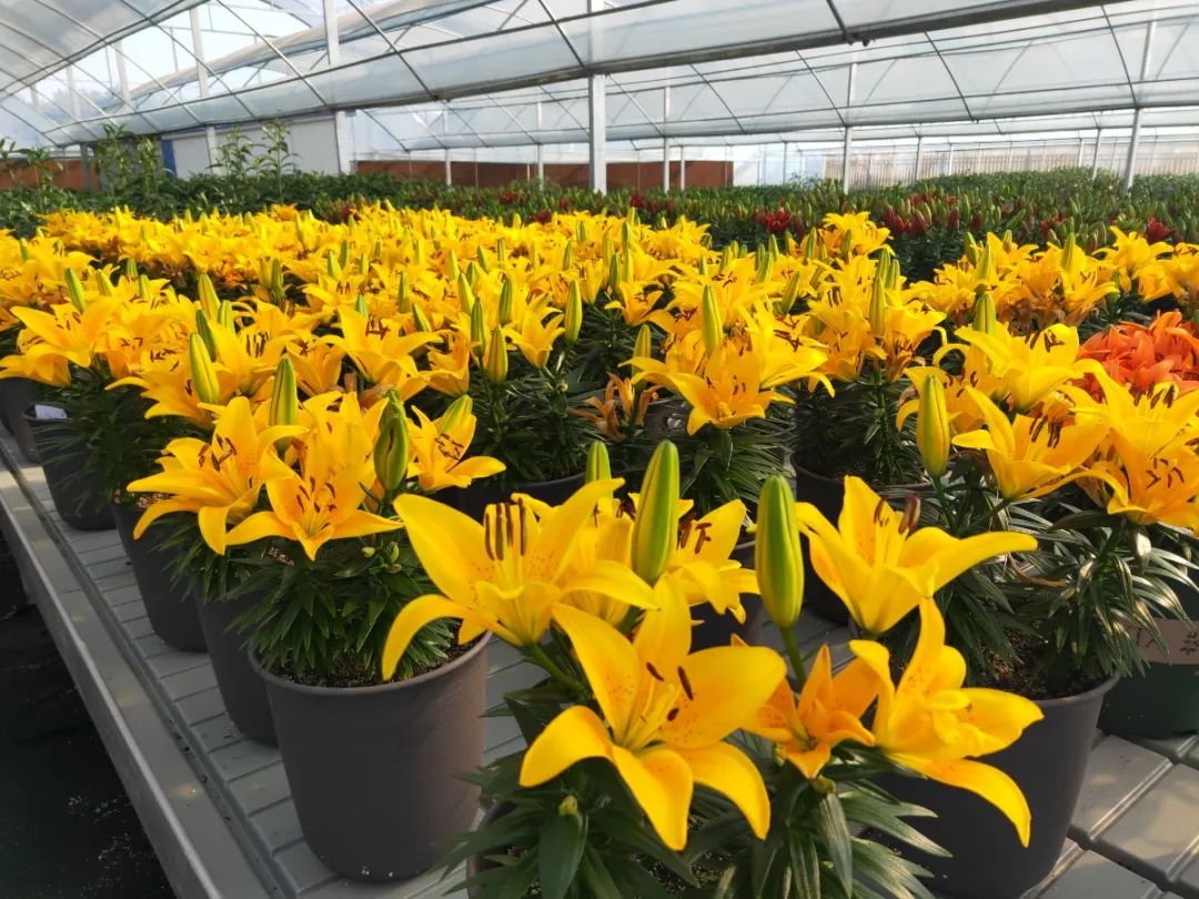 来一场南农大百合基地的美丽之约|百合|百合花_新浪新闻