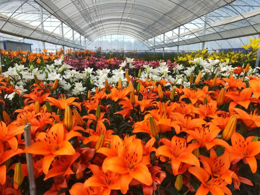 来一场南农大百合基地的美丽之约|百合|百合花_新浪新闻
