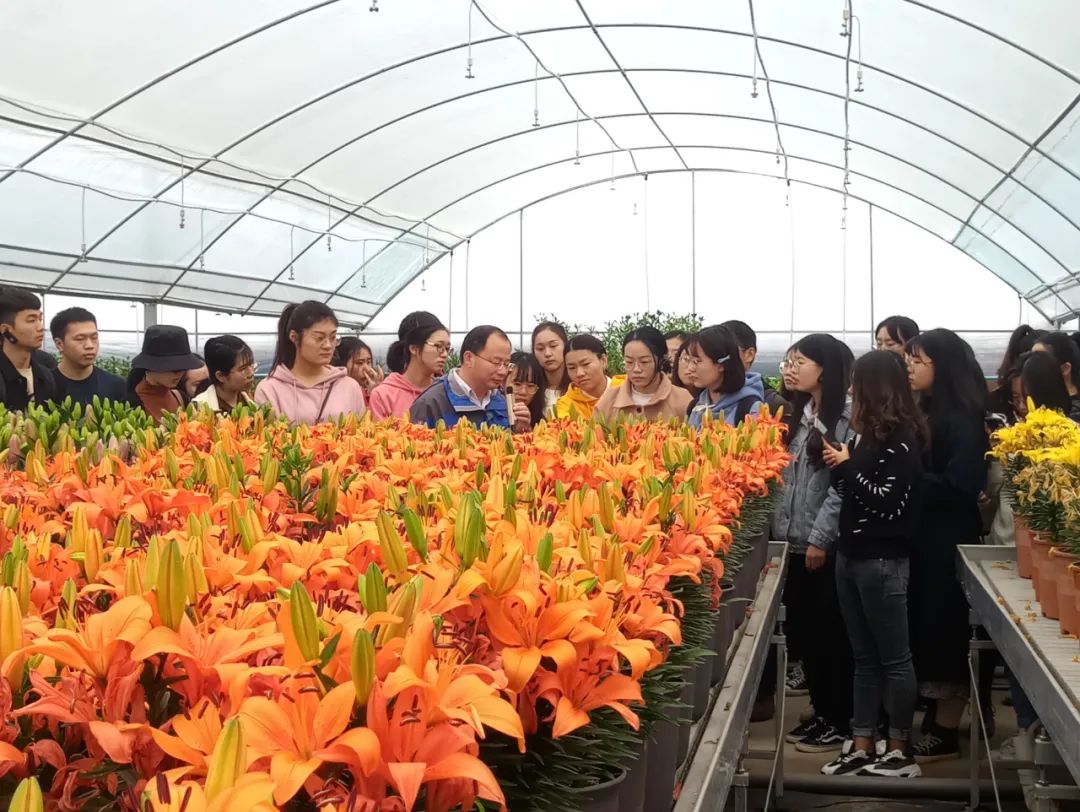 基地探秘②飞翔吧百合来一场南农大百合基地的美丽之约