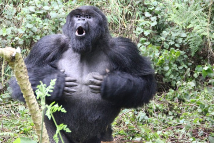 山地大猩猩捶击胸口传递特定信息