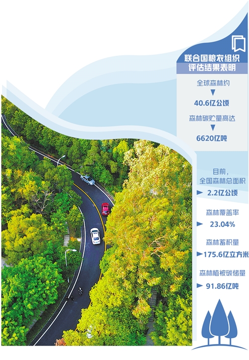 人工造林很关键 手机新浪网 人工造林很关键 手机新浪网