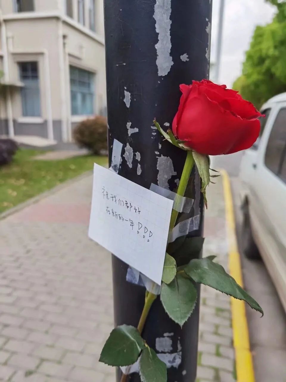 火了江南应急玫瑰这也太浪漫了