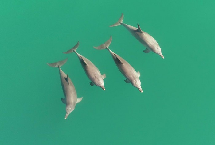 合作的雄性海豚能分辨出谁是它们的团队成员