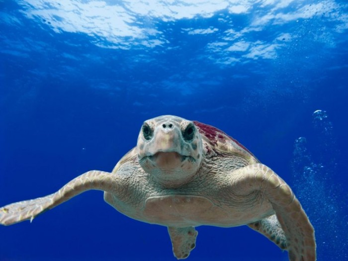 研究人员揭开北太平洋蠵龟长达数年的海洋旅程之谜