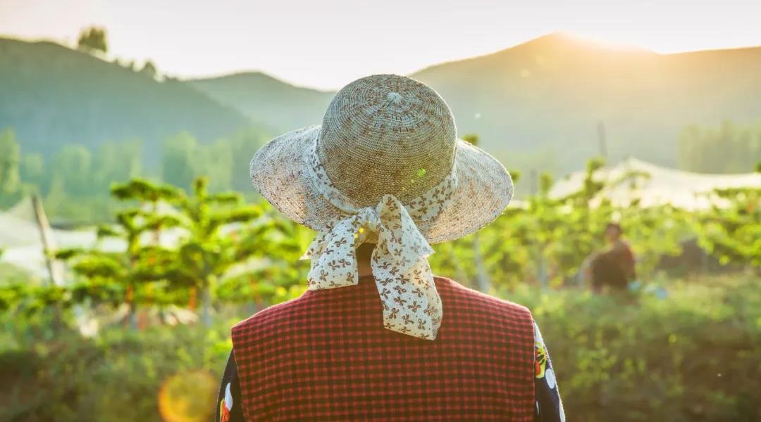 乡村振兴的超级样本：自动化养猪，棉花数字溯源，智能监护马铃薯种植