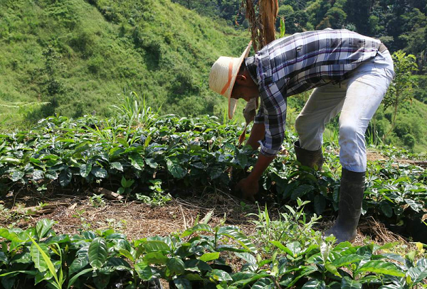 △除了植树，“播种生命计划”还鼓励移民通过种植咖啡、可可等经济作物拜托贫困