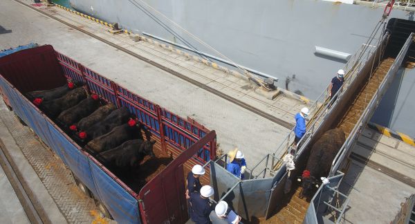 装载来自澳大利亚的进口活牛货船抵达海南马村港后，工作人员在接卸活牛（2020年7月3日摄，无人机照片）。新华社