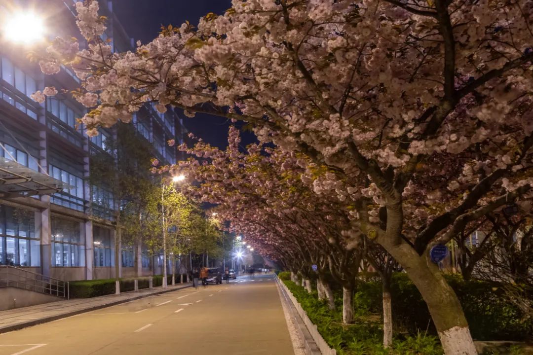 今天 我们一起在石大春景中漫步 新浪新闻 今天 我们一起在石大春景中漫步 新浪新闻