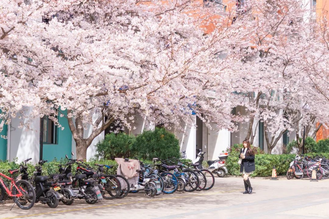 今天 我们一起在石大春景中漫步 新浪新闻