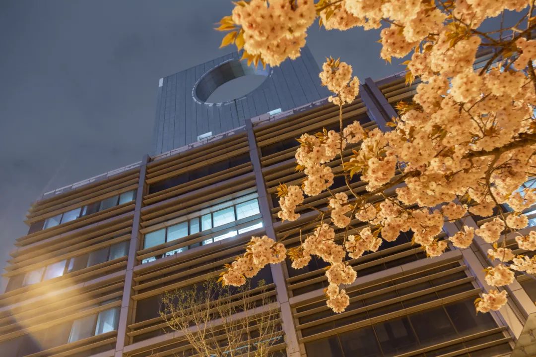今天 我们一起在石大春景中漫步 新浪新闻 今天 我们一起在石大春景中漫步 新浪新闻