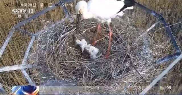 东方白鹳育雏有方 鸟爸鸟妈到底谁技高一筹?