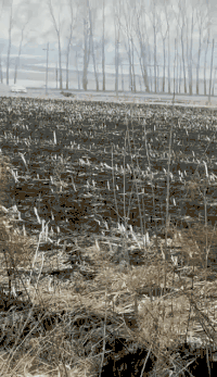 老虎扑向一个人 图源网络