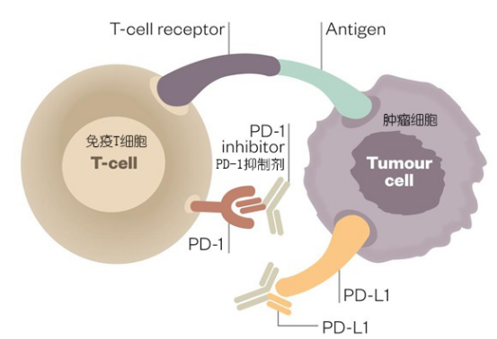 抗PD1药物作用原理