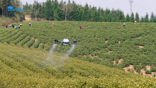 极目E-A2021款无人机为茶园喷洒叶面肥
