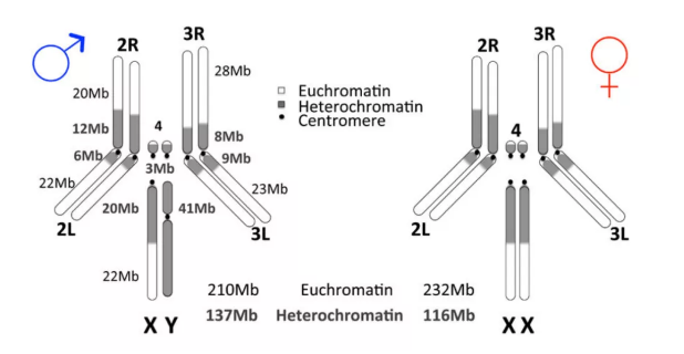 雄性黑腹果蝇和雌性黑腹果蝇在异染色质（heterochromatin）含量上的差异。图片来源于2020年的研究论文 