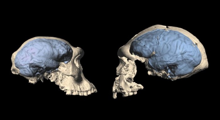 研究称类似现代人的大脑在最早的人类首次从非洲迁徙后很久才进化