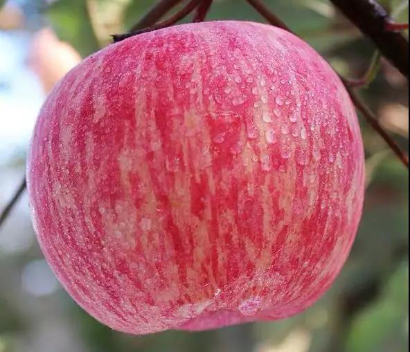 我国苹果产量超世界一半,果农却被逼交果汁厂!